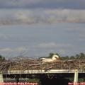 18_10-mast.jpg