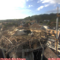 18_10-nest.jpg