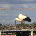 18_15-mast.jpg
