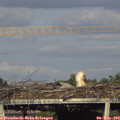 18_25-mast.jpg
