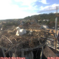 18_25-nest.jpg