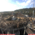 18_35-nest.jpg