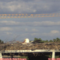 18_40-mast.jpg