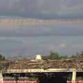 18_50-mast.jpg