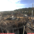18_50-nest.jpg