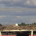 18_55-mast.jpg