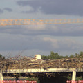 19_00-mast.jpg