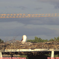 19_05-mast.jpg