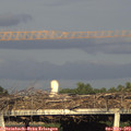19_10-mast.jpg