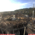 19_10-nest.jpg