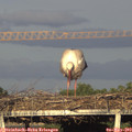 19_15-mast.jpg
