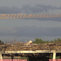 19_20-mast.jpg