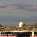 19_25-mast.jpg
