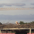 19_30-mast.jpg