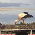 19_35-mast.jpg