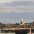 19_45-mast.jpg