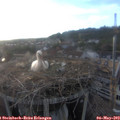 19_45-nest.jpg