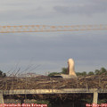 19_50-mast.jpg