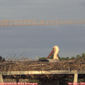 19_55-mast.jpg