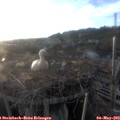 19_55-nest.jpg