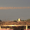 20_10-mast.jpg