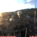 20_15-nest.jpg