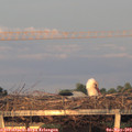 20_25-mast.jpg
