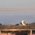 20_30-mast.jpg