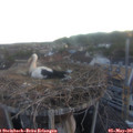05_55-nest.jpg