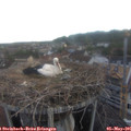 06_15-nest.jpg