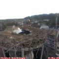 06_35-nest.jpg