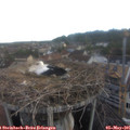 06_40-nest.jpg