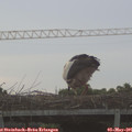 06_55-mast.jpg
