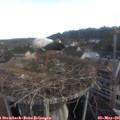 07_00-nest.jpg