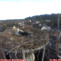 07_05-nest.jpg