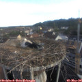 07_10-nest.jpg
