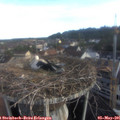 07_15-nest.jpg
