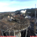 07_25-nest.jpg