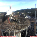 07_30-nest.jpg