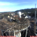 07_35-nest.jpg