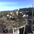 07_45-nest.jpg