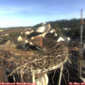 07_50-nest.jpg