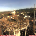 07_55-nest.jpg