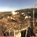 08_00-nest.jpg