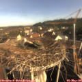 08_10-nest.jpg