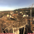 08_15-nest.jpg