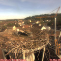 08_25-nest.jpg