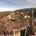 08_35-nest.jpg