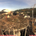08_45-nest.jpg