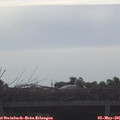 08_50-mast.jpg